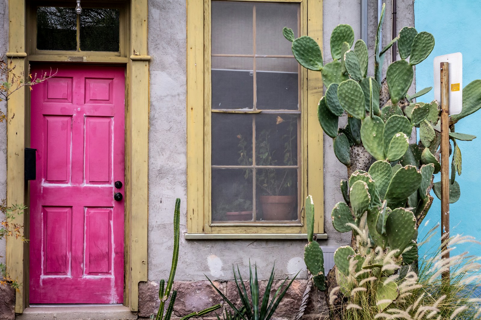 Bright pink front door beside a tall cactus on a grey stucco wall