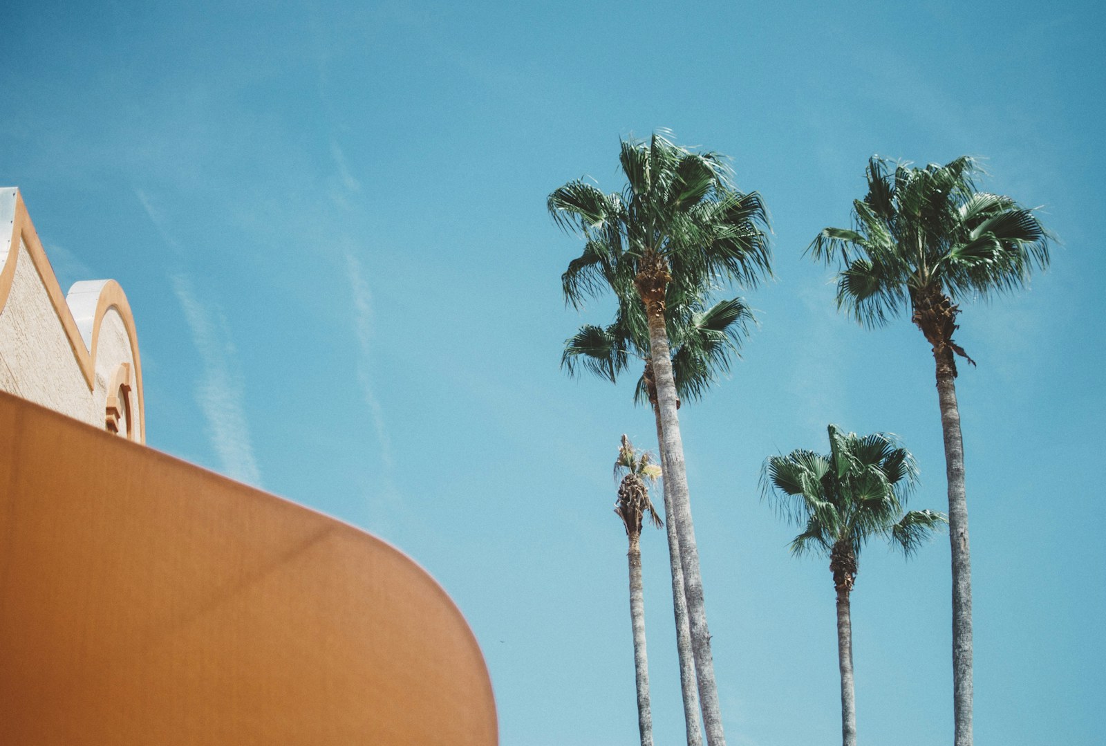 Tall palm trees against a turquoise building and a clear sky